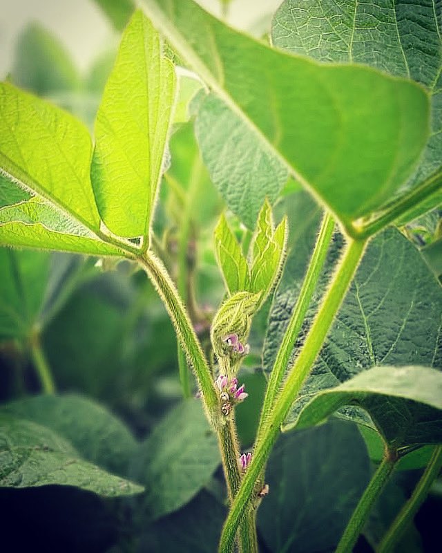 AGRAR DEL SUR tweet media