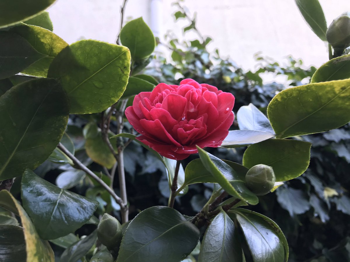 Just had to tweet this - first camellia of the year.