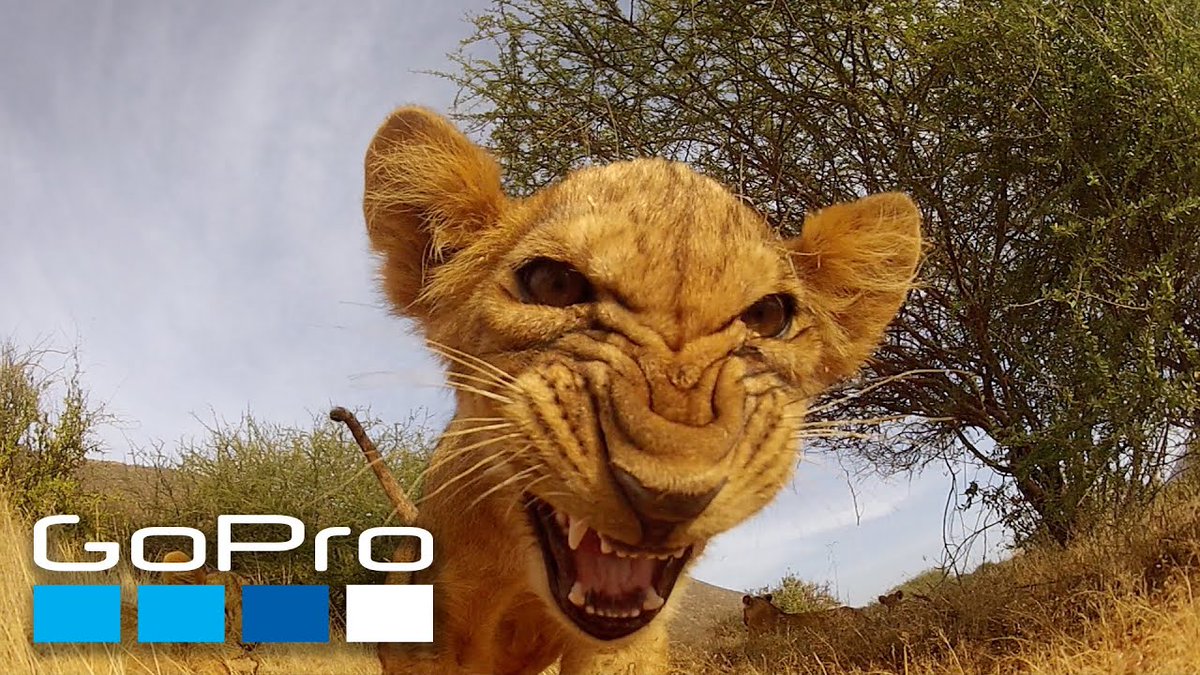 KBNnextmedia's tweet photo. GoPro ha publicado este Top 10 de vídeos de todo el mundo grabados con sus equipos relacionados con animales: https://t.co/AJUqUB8LyU https://t.co/nKPUVYADSS
