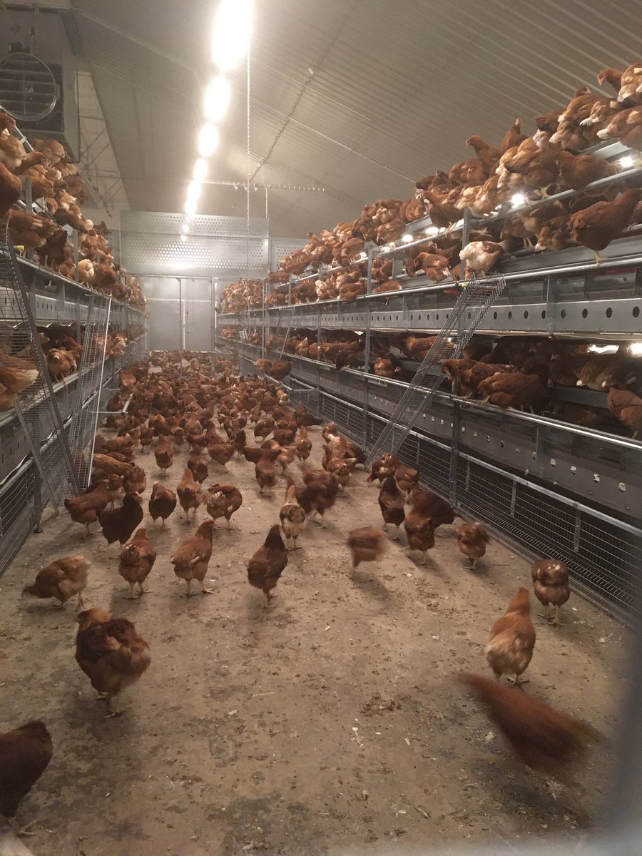 Birds and happy and content exploring their new home! @draperCARE <a href="/WynnstayGroup/">Wynnstay Group</a> #newhome #farmdiversification #diversify #britishfarming #BackBritishFarming #freerange #poultry #Layers  #highwelfare #ThisFarmingLife