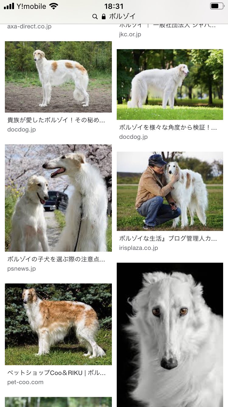 蘭月うるき もしお犬様をお迎えするなら3選 ラフコリー ボルゾイ サモエド 見事に大型犬揃い笑 ラフコリーは名犬ラッシーで大好きになった犬種 ボルゾイは小さな頃親戚の家で戯れた初めてのワンコ サモエドは白くてもふもふで大きくてとにかく可愛い