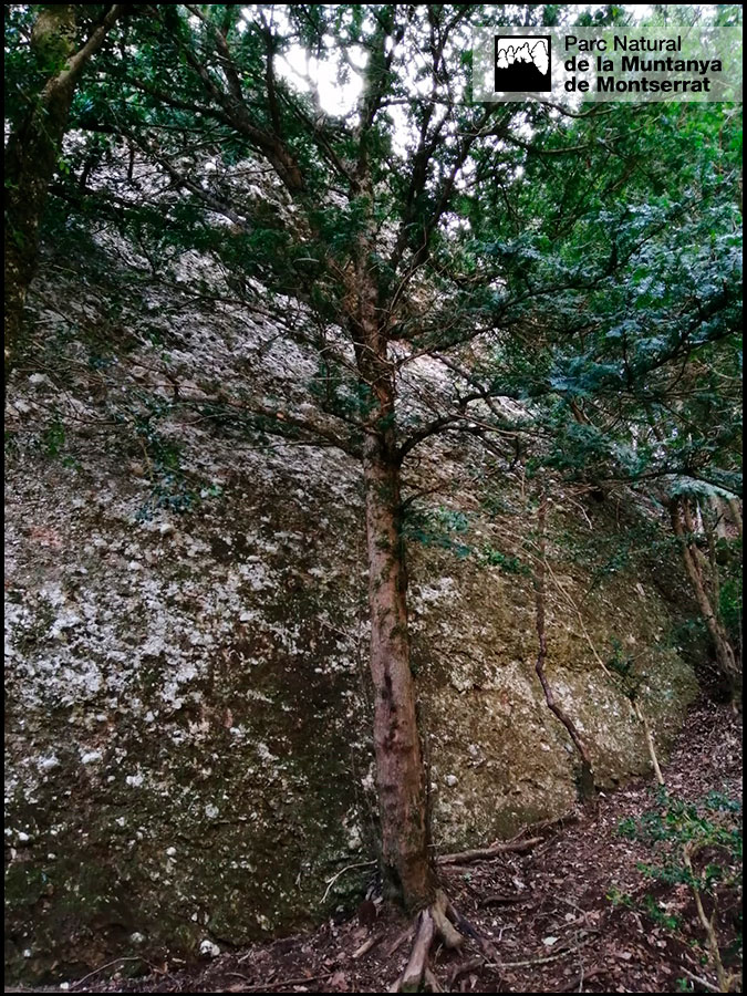 PNMontserrat's tweet photo. Treballs de seguiment del teix "Taxus baccata" a la canal del Portell estret. Realitzem comparació diametral amb #teixos que van ser marcats entre el 2003 i el 2006. Això ens permetrà saber el creixement que han tingut durant aquests anys per tal d'afavorir aquesta espècie https://t.co/i8e62AE455