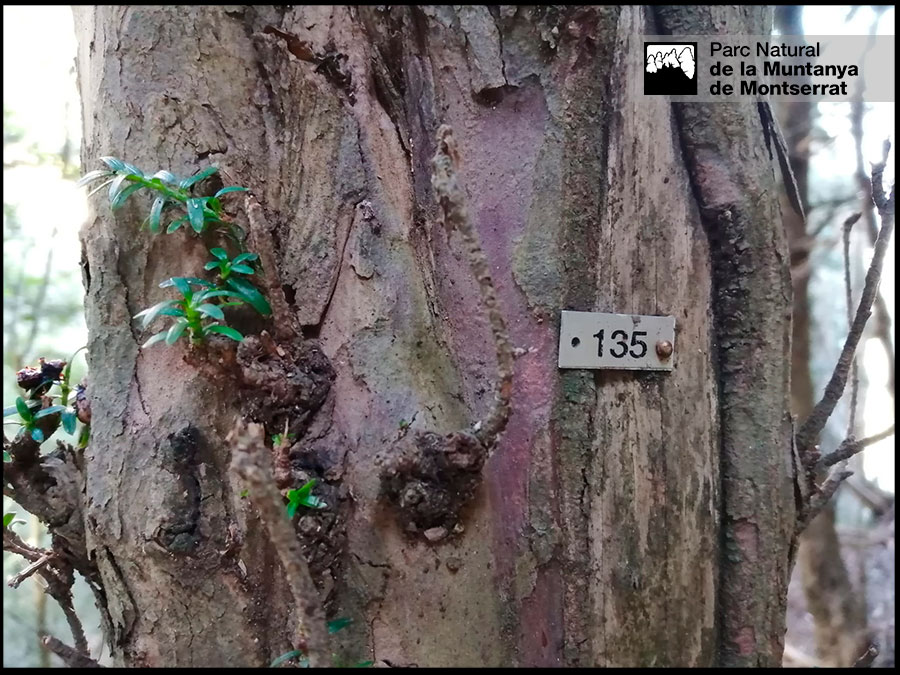 PNMontserrat's tweet photo. Treballs de seguiment del teix "Taxus baccata" a la canal del Portell estret. Realitzem comparació diametral amb #teixos que van ser marcats entre el 2003 i el 2006. Això ens permetrà saber el creixement que han tingut durant aquests anys per tal d'afavorir aquesta espècie https://t.co/i8e62AE455