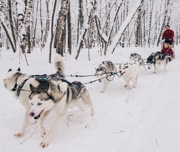 путешествие с собакой. куда можно съездить с собакой. хаски в сокольниках. поход с собакой. поход с палатками.