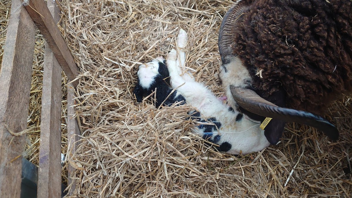 Skendall86's tweet photo. Lambing 2021 has begun!🐑😊 https://t.co/hjC8FyBZ5b