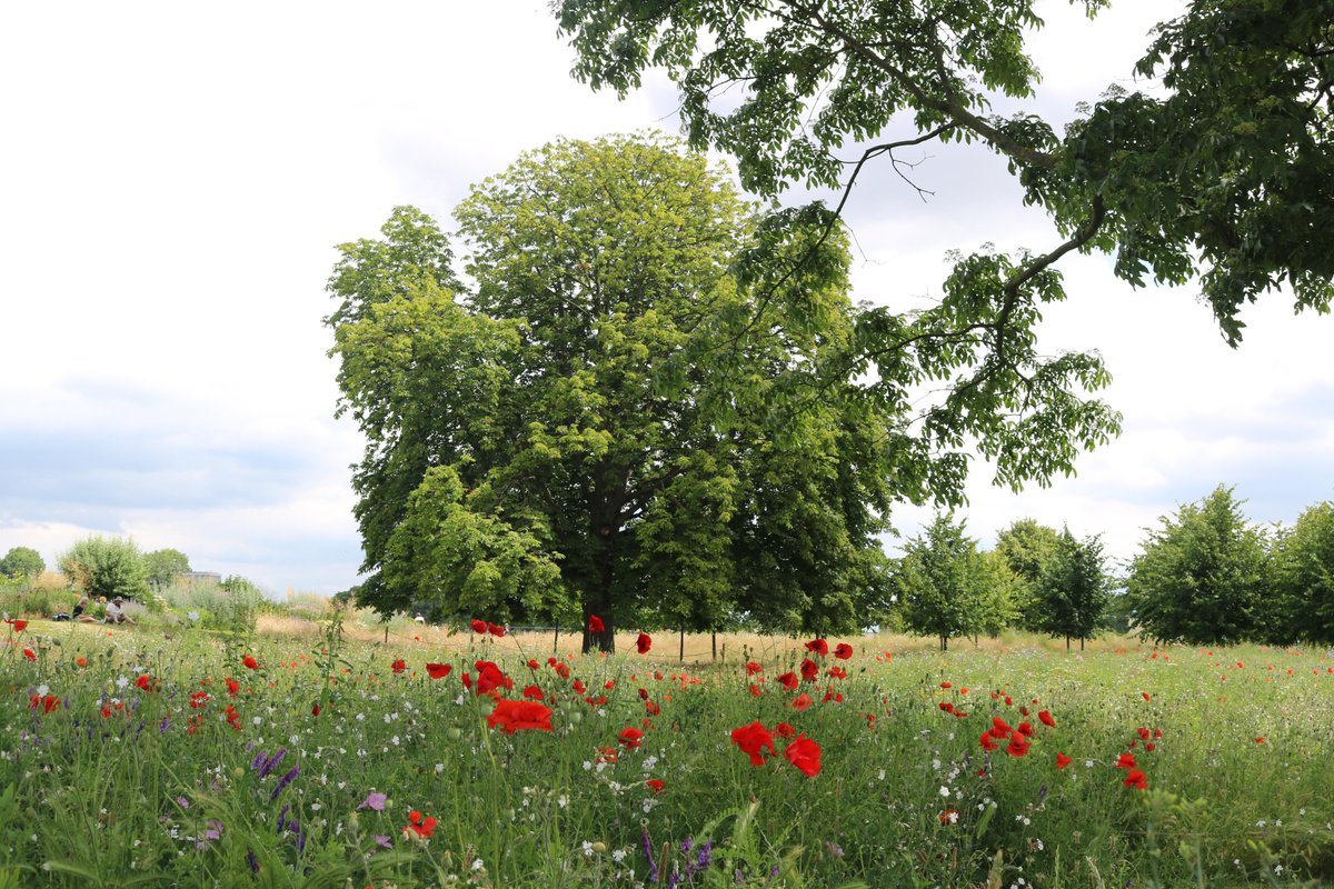 PhotographySvj's tweet photo. #ThrowbackThursday to this gorgeous wildflower meadow at #KensingtonPalace @HRP_palaces I love the poppies! 
#wildflowers #wildflowermeadow #poppies #England #London #Summer #nature #historicpalaces https://t.co/oDmCaamSZl