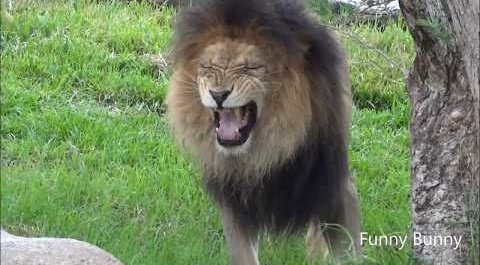 Blessing ur TL Viratians KOHLI AS LION ...... THREAD