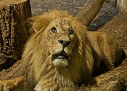 Blessing ur TL Viratians KOHLI AS LION ...... THREAD