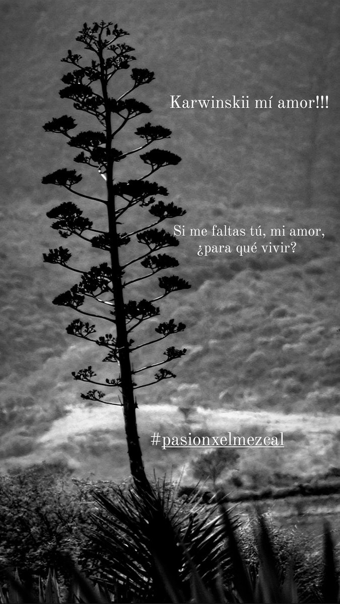 abelo666's tweet photo. #pasionxelmezcal
M. A. T. A. T. L. A. N
🤟🏻👏🏻🙌🏻
#MiercolesDeGanarSeguidores https://t.co/kpVJBa30Ne