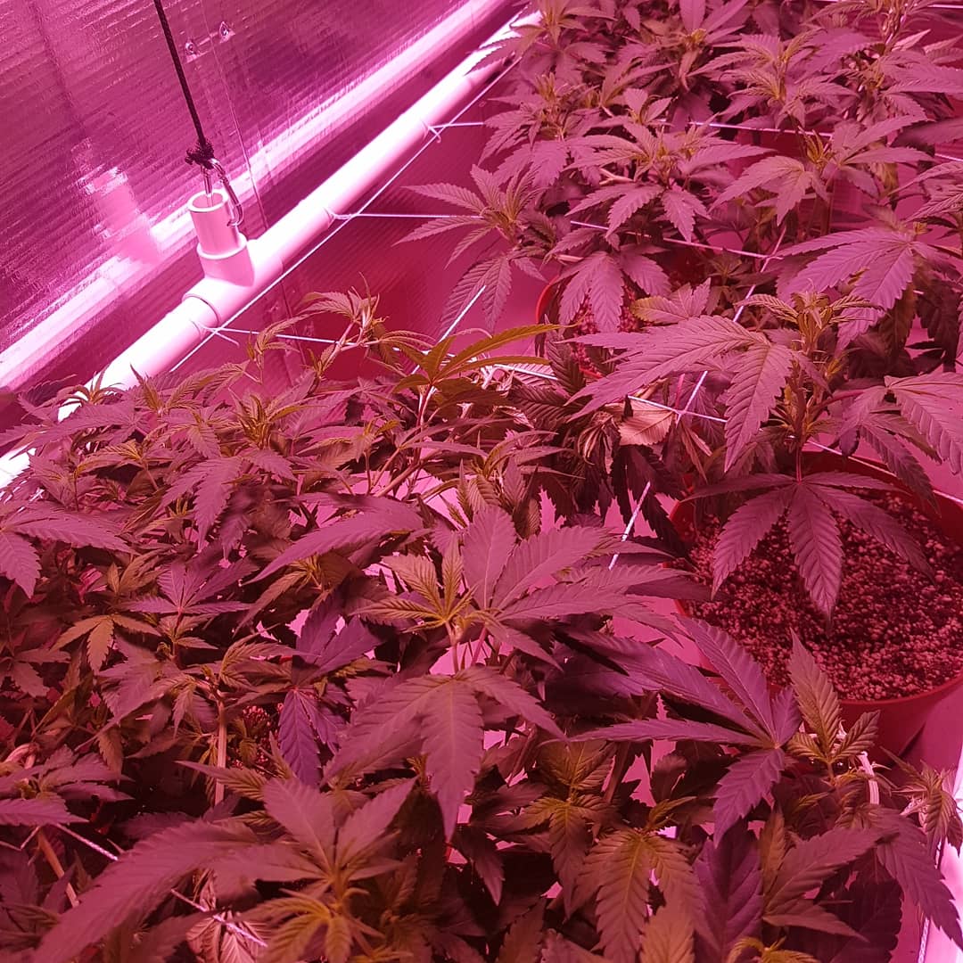 Van_Lightning's tweet photo. Got my frame for my #trellis done up, leveling out this canopy for some big ass buds!

#error404 #420 #dank #cannabis #cannabiscommunity #weed #weedcommunity #dope #gamer #led #generalhydroponics #growcloset #pcgaming #flower #thc #marijuana #legalgrow #homegrown #plants https://t.co/4aeTbEFNme