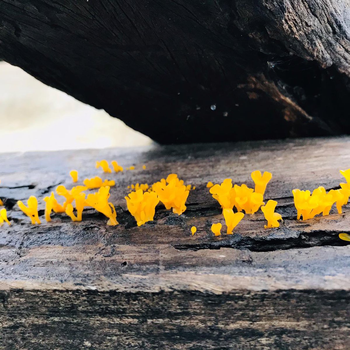 dilsath92's tweet image. #RAINY_VIBES #MOSS #MUSHROOM #@HOME  #PLEASANT_WEATHER #PHONE_PHOTOGRAPHY
#LK