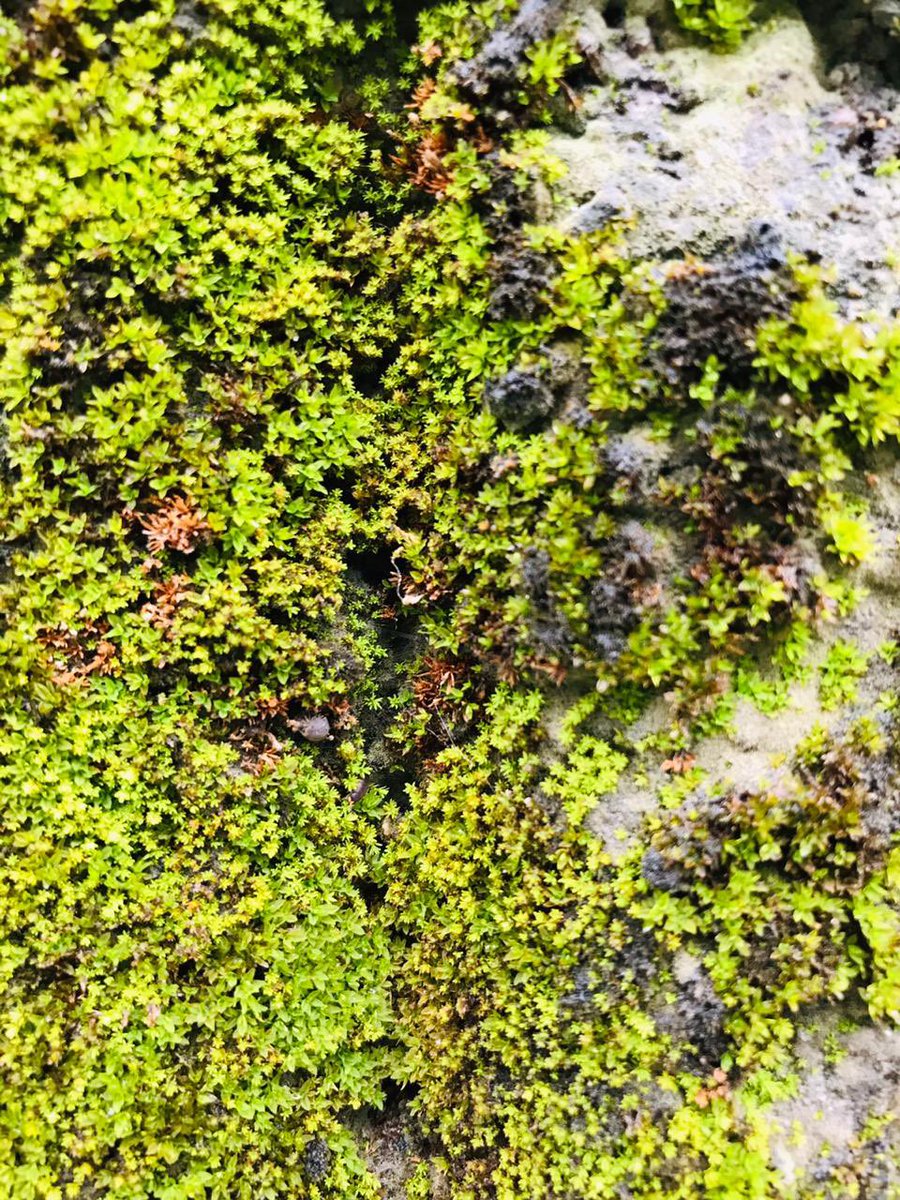 dilsath92's tweet image. #RAINY_VIBES #MOSS #MUSHROOM #@HOME  #PLEASANT_WEATHER #PHONE_PHOTOGRAPHY
#LK