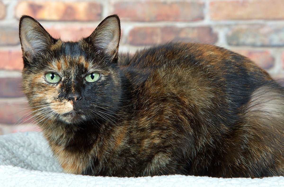 A Barr body, such as in humans in XXY klinefelters. You can see this sort of thing visually in a tortoiseshell cat.