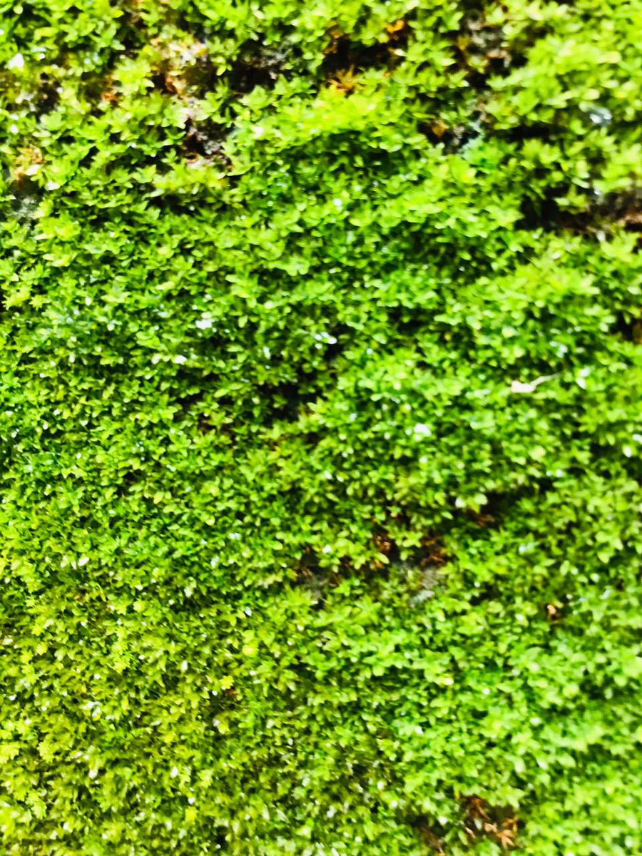 dilsath92's tweet image. #RAINY_VIBES #MOSS  #@HOME  #PLEASANT_WEATHER #PHONE_PHOTOGRAPHY
#LK