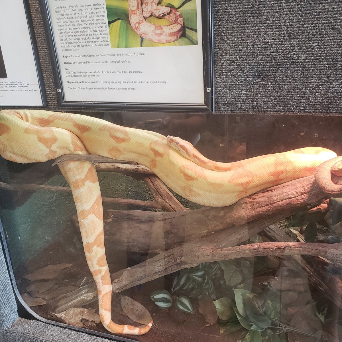 DrakeFowler16's tweet image. 