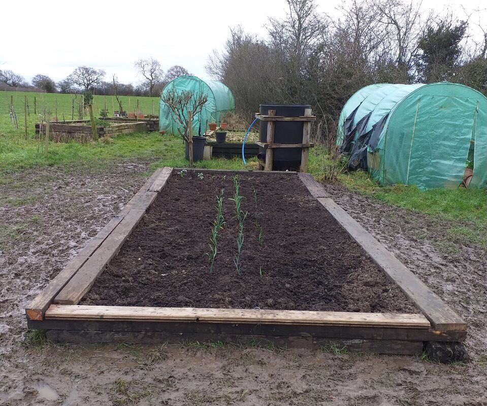 A bit muddy but finally go now grow bed done #garlic#shropshire