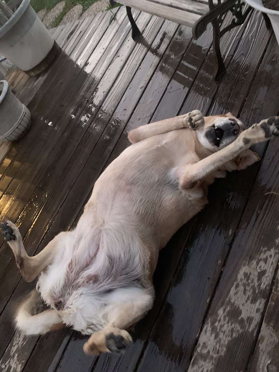 RIP my faithful Honey