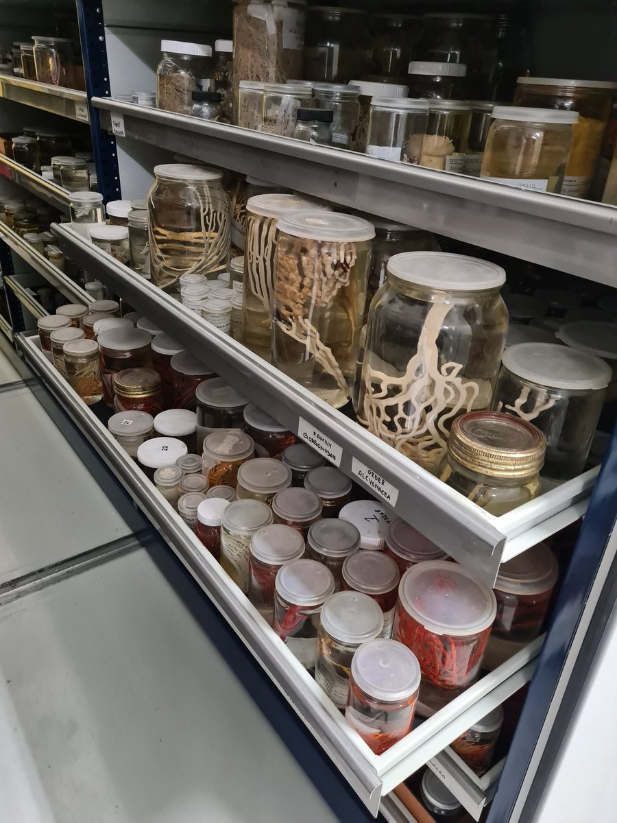 Wayne Florence (@dr_flo_mb) on Twitter photo Its finally happening. After several years of renovation to the South African Museum the Marine Invertebrate Collection of <a href="/Iziko_Museums/">Iziko_Museums</a> is moving back in. Great Job <a href="/MarineBio_SAM/">Marine Biology</a> Now for getting down to supporting Science and Society! Watch this space.... Its finally happening. After several years of renovation to the South African Museum the Marine Invertebrate Collection of <a href="/Iziko_Museums/">Iziko_Museums</a> is moving back in. Great Job <a href="/MarineBio_SAM/">Marine Biology</a> Now for getting down to supporting Science and Society! Watch this space....