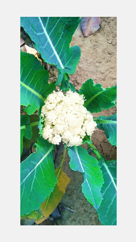 naval_kaur_'s tweet photo. Today's menu : cutie flower 😍
#cauliflower 💚 https://t.co/YI3uzSIUyq
