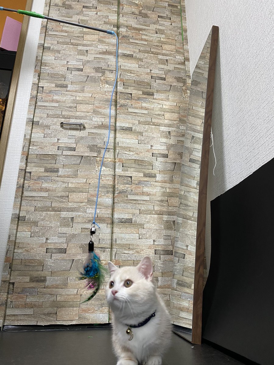 ルナ のママ垢 今日のdiy クローゼットに壁紙を貼っただけ 猫 にゃんこ 猫好きさんと繋がりたい 猫のいる幸せ 猫動画 Youtube配信中 マンチカン短足 Diy リメイクシート