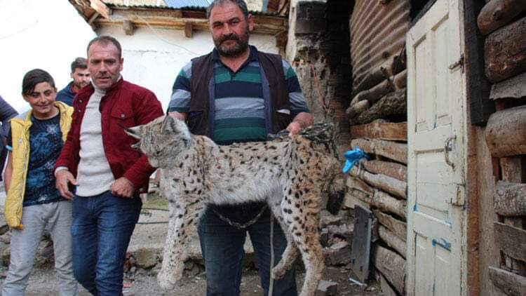 Oltu'da 19 tavuğu öldüren vaşak sıkıştığı yerden uyutularak alındı ve doğaya bırakıldı Vaşağı öldürmeyen,yetkililere haber veren kümes sahibine teşekkürler. Ziyanı ödenmeli.
İyilik bulaşıcıdır... 👏👏👏