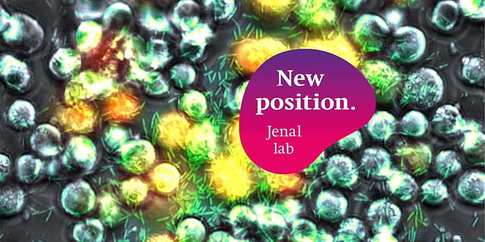 Biozentrum, University of Basel (@biozentrum) on Twitter photo Job advertisement:
Postdoctoral researcher – Establishing novel 3D in vitro systems for respiratory bacterial infections (100%)
ow.ly/Zyhy50DqUo3
<a href="/biozentrum/">Biozentrum, University of Basel</a> <a href="/UniBasel_en/">University of Basel</a> <a href="/NCCR_AntiResist/">NCCR AntiResist</a>
#Biozentrum #Basel #research #science #joboffer #postdoc #NCCRAntiresist #NCCR Job advertisement:
Postdoctoral researcher – Establishing novel 3D in vitro systems for respiratory bacterial infections (100%)
ow.ly/Zyhy50DqUo3
<a href="/biozentrum/">Biozentrum, University of Basel</a> <a href="/UniBasel_en/">University of Basel</a> <a href="/NCCR_AntiResist/">NCCR AntiResist</a>
#Biozentrum #Basel #research #science #joboffer #postdoc #NCCRAntiresist #NCCR