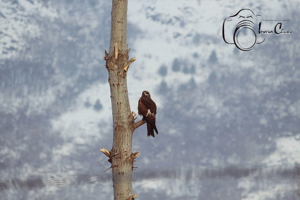 You cannot fly like an eagle with the wings of a wren #thursdaymorning #thursdayvibes #ThursdayThought #photooftheday #life #photography #photographer #wildlifephotography #nature #birdwatching #SnowDay #inspiration #motivational #SnowStorm2021 #India #Kashmir 
P.C <a href="/Rakhshanda08/">Er. Rakhshanda Tazeen</a>