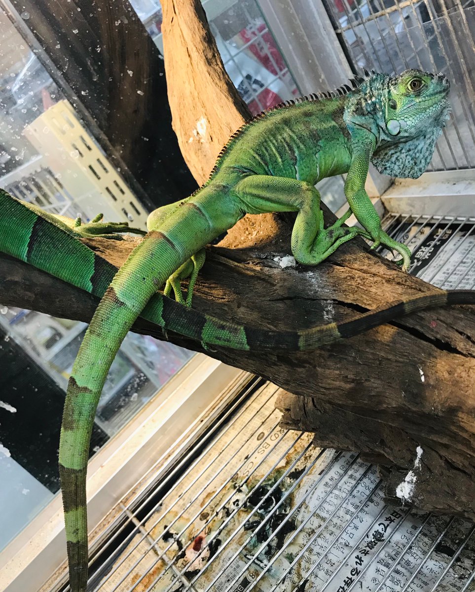 ペットプラザ市川原木店 現代の恐竜 グリーンイグアナ かっこいいです グリーンイグアナ イグアナ 爬虫類 ペットプラザ市川原木店