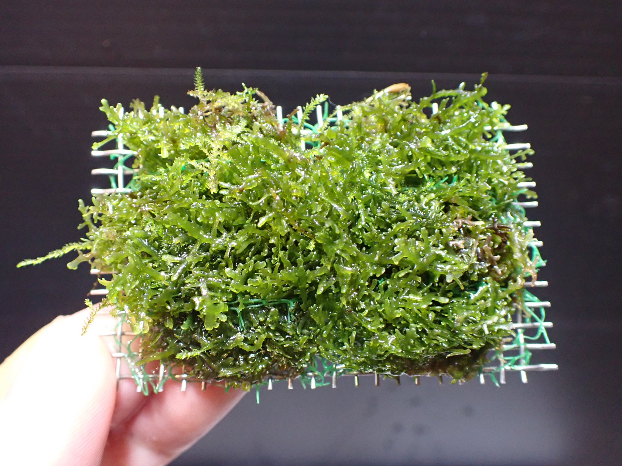 Aquarium Kind こちらのマットは ウォーターフェザーなのですが まだまだ巻きたて感満載ですので 写真は一枚だけで 笑 二酸化炭素を添加していれば意外と良く増えるホウオウゴケの仲間で アメリカホウオウゴケやウォーターフェザーとして流通している