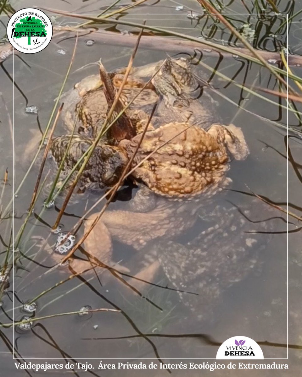 Vivencia_dehesa's tweet photo. #Amplexo de #sapo común (Bufo spinosus). Una captura del sorprendente del vídeo que podéis ver en nuestro canal YT >> https://t.co/aBzKonycRz 👌 🐸🔥
Rastreando con Serafo. https://t.co/piQTbiPQex