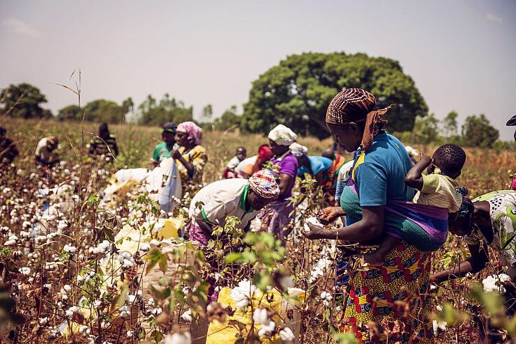 À la fin des années 1990, des chenilles résistantes aux insecticides envahissent les champs de coton du Burkina Faso (70% des exportations du pays). La production chute.Monsanto arrive avec sa solution miracle : le coton transgénique (OGM) qui produit lui même l’insecticide.