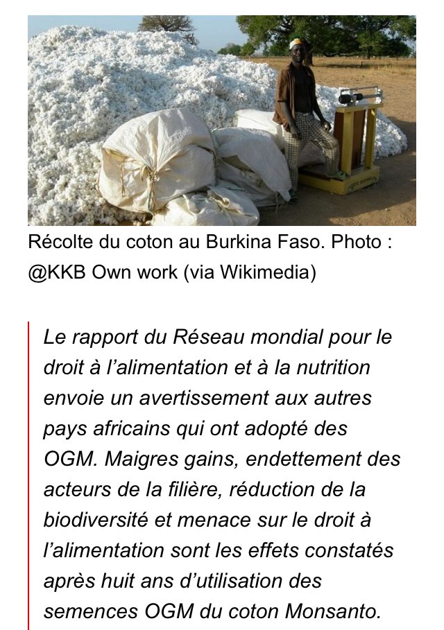 Pourtant, dès les 1er essais, les burkinabés ont vu qu’il y avait un problème. Avant l’introduction des OGM, les soies longues représentaient 93% de la production, et les courtes 0,44%. En 2015 : respectivement 21% et 56%. Le coton burkinabé a perdu en qualité et donc en valeur.