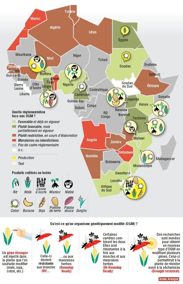 Ont suivi le Cameroun où Bayer finance toute la recherche, le Ghana (coton, niébé), le Kenya (maïs, coton, sorgho), le Malawi (coton, niébé), le Mozambique (blé), le Nigeria (niébé, sorgho, riz, maïs), la Tanzanie (blé), le Swaziland, l’Ethiopie...