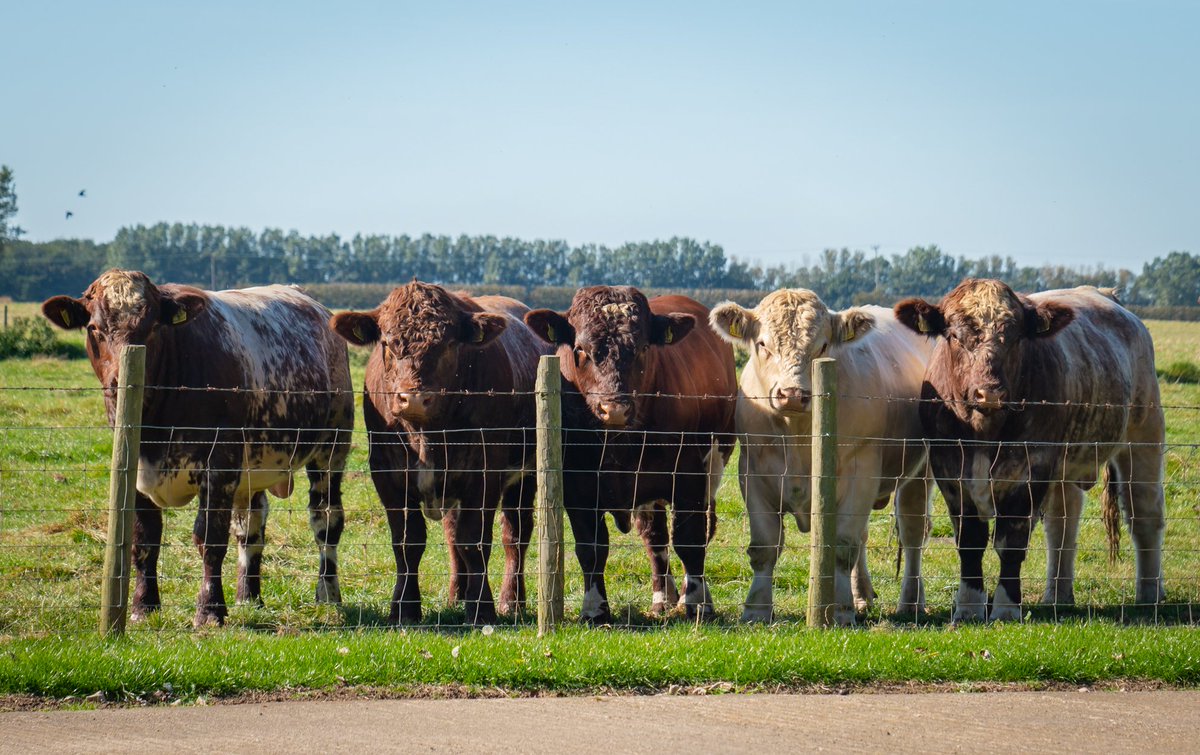 Beef_Shorthorn's tweet photo. Stirling Bull Sales @unitedauctions: #BeefShorthorn rescheduled program.

Sat 20 Feb: 3pm yard opens; Sun 21 Feb: 10am #bull inspection - sen, int, jun &amp; females; incorporating parade in Exhibition Hall

1pm Sale of 83 #bulls, 21 females. More info to follow shortly on our web https://t.co/3wLPeg2xdr