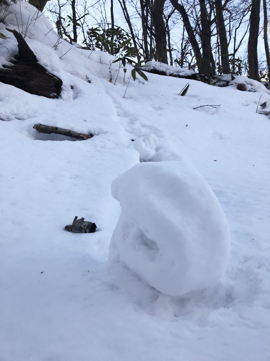 Murakumo_Ac's tweet photo. 森の中で見つけた。#雪まくり #snowroller https://t.co/dyHz0BA63J