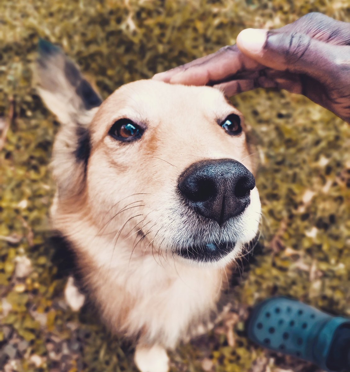 I love my dog ❤

#dogstyle #dogloversofinstagram #dogs_of_instagram #puppy #puppylife #instapuppy #puppydaily #puppypic #puppyday #doggylove #dogphotography #dogsloversclub #dog #dogs #doglover #dogofinstagram #instadog #dogsofinstagram