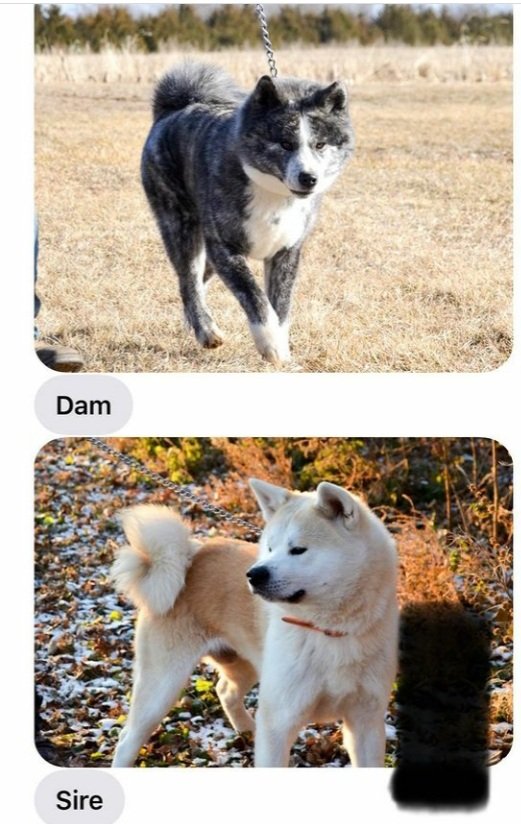 Japanese AKITA *AKITA-Inu tweet media