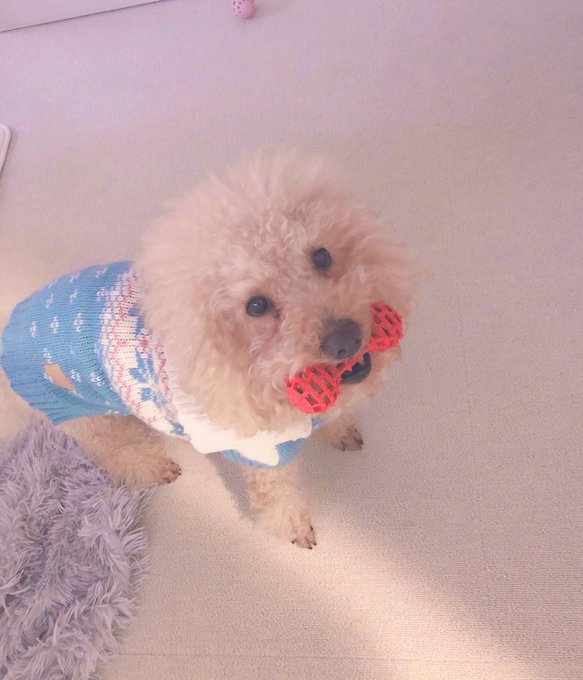 今日も元気😆🥰 https://t.co/y9f40dHtCM<a href="/tag/ps4share"class="tags"><span>#ps4share</span></a>