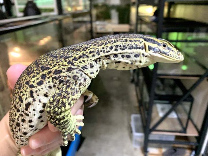 25 ビッグイン 熱帯魚 熱帯魚ショップ ビッグイン Nyosspix06pk 25 ビッグイン 熱帯魚 熱帯魚ショップ ビッグイン Nyosspix06pk