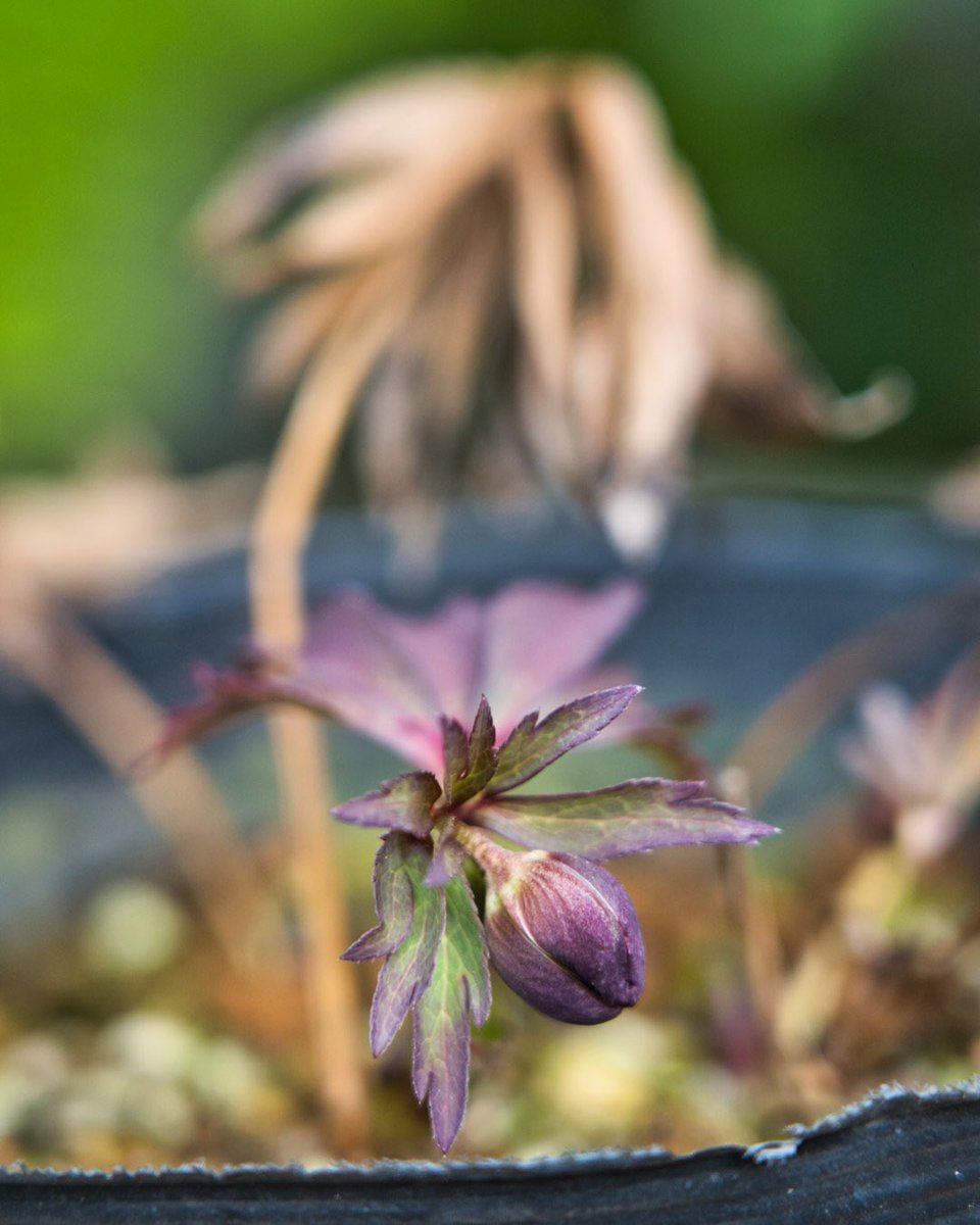 野々口稔 くりす على تويتر 音ノ葉 クリスマスローズフェア 2月6日 土 より音ノ葉で販売する 松浦園芸 の原種を撮影して 音ノ葉hpに掲載しました ダイドー Dido ヘルツェゴヴィヌス 赤ピコ デュメトラム プルプラセンスなど T Co