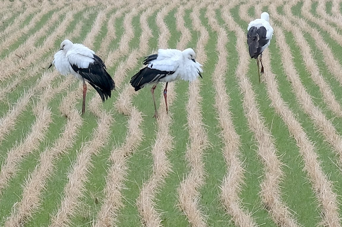 北栄町 Hokuei Town 北栄町の曲地区の水田に コウノトリ 朝 町民の方から情報提供があり 撮影に成功 ５羽の コウノトリが水田で羽根を休めて餌を探していました 北栄町では17年11月8日にも大島の水田で確認されています T Co W5yo373rfe