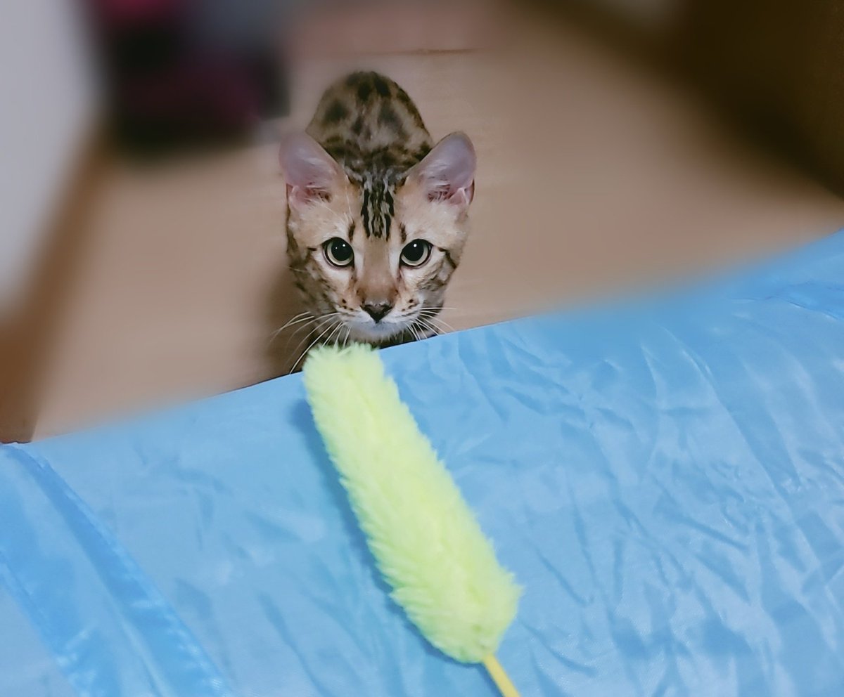 星七 セナ ウチのベンガルが可愛くて マジで癒し しかもスポテッドのロゼットだから肌触り最高で模様も綺麗 細かく言うとベンガルって柄だけで6種ぐらいあるw いや 高いだけあったな 普通に車買える値段 ベンガル 猫好きさんと繋がりたい 星七 セナ ウチのベンガルが可愛くて マジで癒し しかもスポテッドのロゼットだから肌触り最高で模様も綺麗 細かく言うとベンガルって柄だけで6種ぐらいあるw いや 高いだけあったな 普通に車買える値段 ベンガル 猫好きさんと繋がりたい