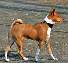  #DUK (DID U KNOW)The Basenji dog is the only dog unable to bark. 1