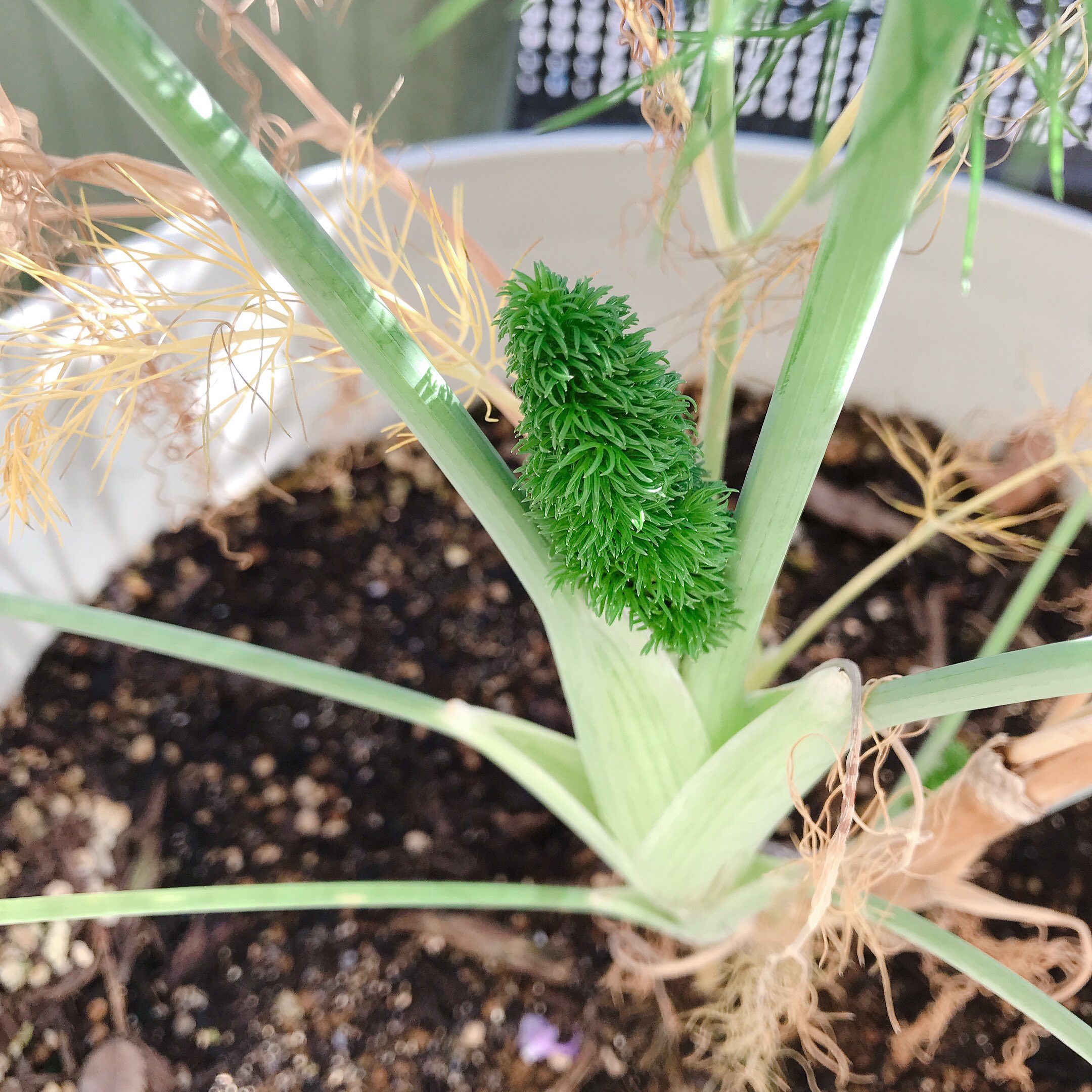 いちじく これはフェンネル 外で育てているもの 寒いせいか新芽は縮れ気味 ディルの方 が葉が平たくて味はパセリっぽい風味が強くて フェンネルの方は葉が松ぽくて味は甘さが強い ただ 屋内とベランダで条件が違うせいもあるのかも