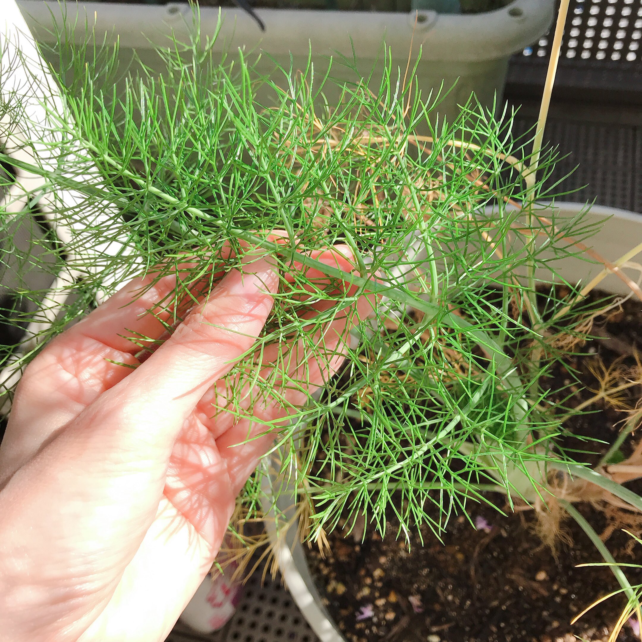 いちじく これはフェンネル 外で育てているもの 寒いせいか新芽は縮れ気味 ディルの方 が葉が平たくて味はパセリっぽい風味が強くて フェンネルの方は葉が松ぽくて味は甘さが強い ただ 屋内とベランダで条件が違うせいもあるのかも