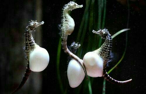 Seahorses (and their relatives Pipefish and sea dragon) are the only male animals that can get pregnant & give birth.Female Sea Hores doesn't get pregnant.