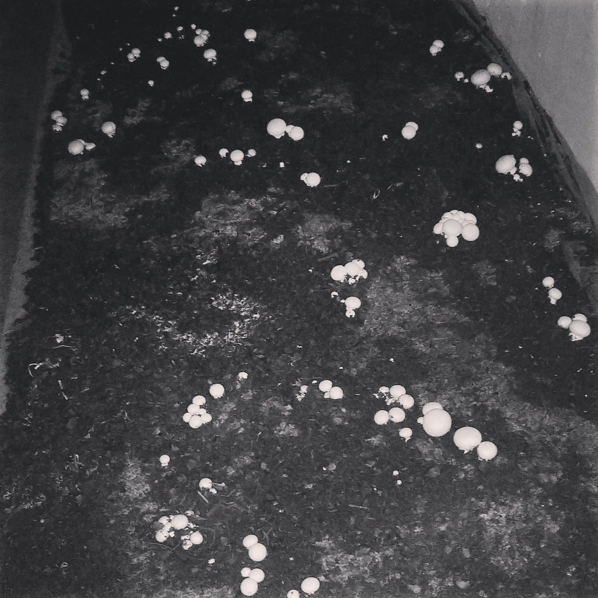 organicefarming's tweet photo. #buttonmushroom #mushroomtraining #mushroomsofinstagram #mushroomphotography #mushroomsoup #mushroomgrowing #mushroomspawn #mushroomrecipes #mushroomfarminginrajasthan https://t.co/5bz9dfwVup