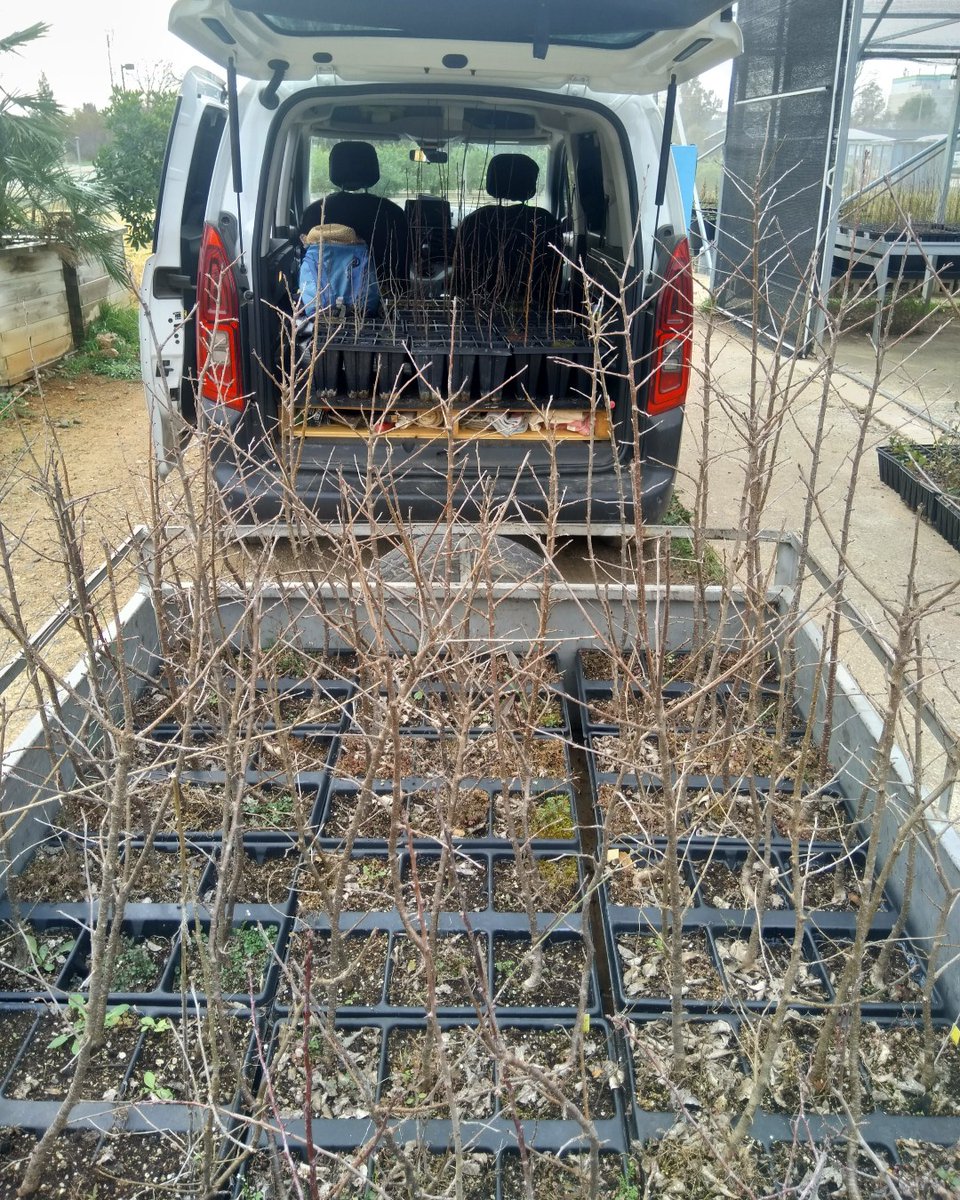 GVAcief's tweet photo. 🤝Col·laborem en el projecte #MosaicsdeVida, de promoció de la biodiversitat cultivada i pràctiques agroecològiques, de l'entitat de custòdia @ConnectaNatura. Ens visiten per a emportar-se patrons per a empeltar varietats tradicionals de fruiters 🍏 i deixar-nos llavors 🌱 https://t.co/NN3kBOeoJF