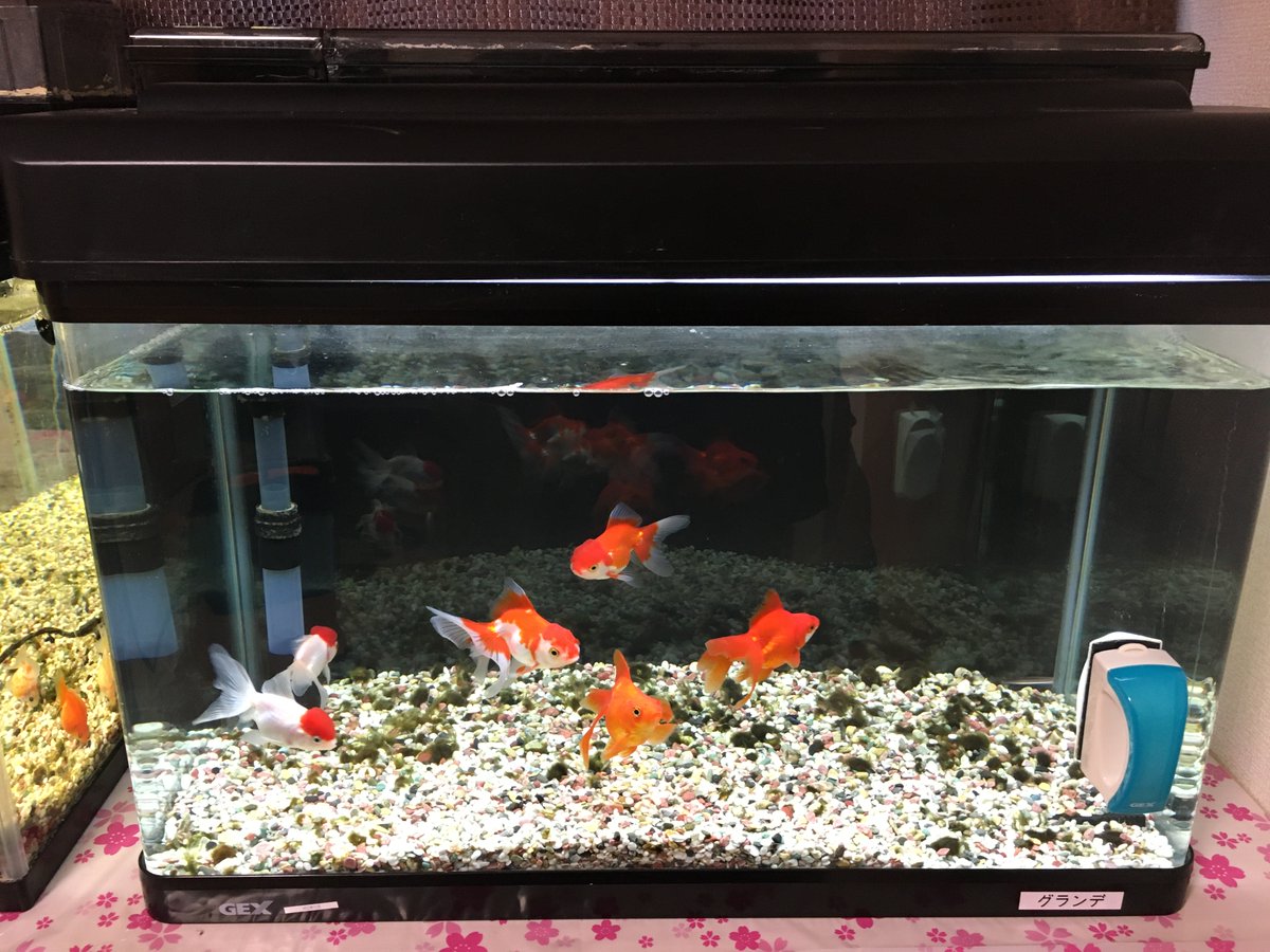 生物濾過 生物濾過