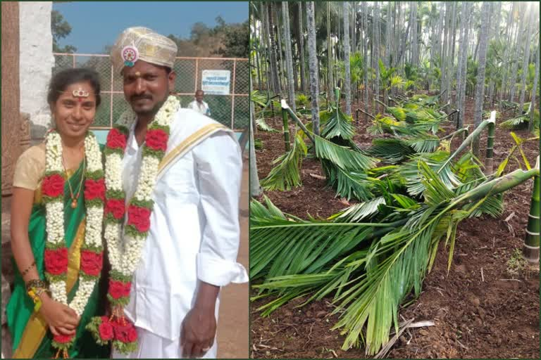 #Karnataka #Tumakuru #MallasandraPalya Anu Ravichandra married out of their castes and the bride's parents allegedly took revenge by chopping off groom's 250 arecanut plants.
<a href="/SPTumkur/">SP Tumakuru</a> 
<a href="/XpressBengaluru/">TNIE Karnataka</a> 
<a href="/AshwiniMS_TNIE/">Ashwini M Sripad/ಅಶ್ವಿನಿ ಎಂ ಶ್ರೀಪಾದ್🇮🇳</a> 
<a href="/santwana99/">santwanabhattacharya</a> 
<a href="/ramupatil_TNIE/">Ramu Patil</a> 
<a href="/DgpKarnataka/">DGP KARNATAKA</a>